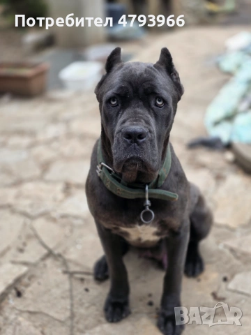 Продажба на чистокръвни кучета Кане Корсо, снимка 10 - Кане корсо - 54166371