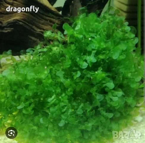 Аквариумни растения,охлюви, скариди , снимка 4 - Други - 53129704