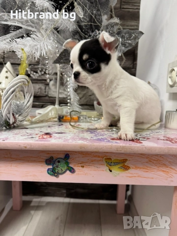 Чихуахуа , снимка 3 - Чихуахуа - 52632637