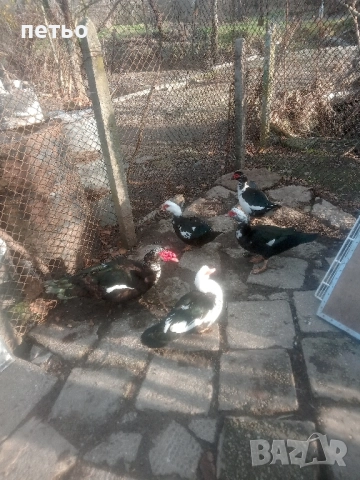 продавам Неми патици, снимка 4 - Патици и гъски - 52909995
