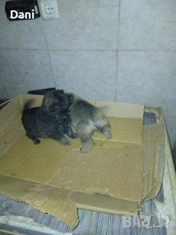 Mini wpicove, снимка 9 - Шпиц - 53598502