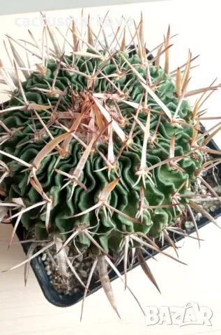 echinofossulocactus pentacanthus, снимка 2 - Стайни растения - 48991803