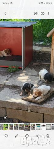 Малки кучета Бретони, снимка 1 - За кучета - 45752539