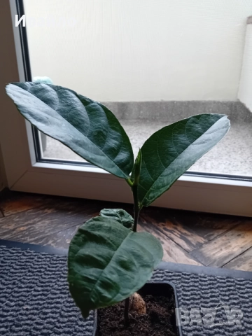 Семена и разсади различни видове, снимка 11 - Разсади - 35847760