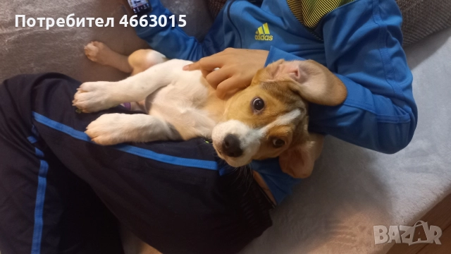 Куче порода Бигъл