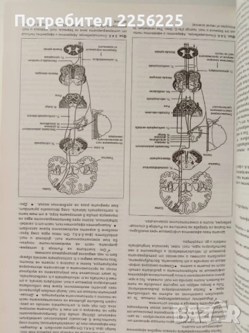 Неврология, снимка 8 - Специализирана литература - 51792617