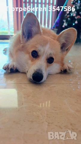 Кученца Уелско корги пембрук – приемат се резервации, снимка 8 - Други - 53220591