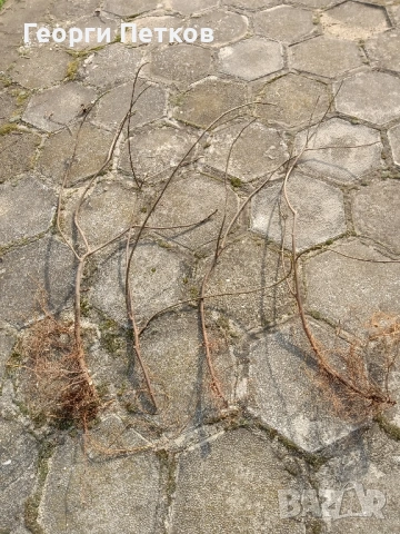 Смокинови фиданки от бяла смокиня., снимка 4 - Градински цветя и растения - 53792056