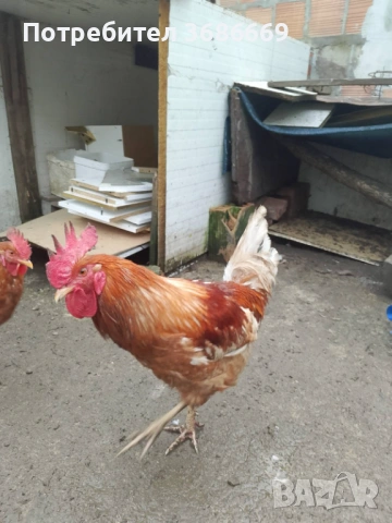 Продавам Петли! , снимка 3 - Кокошки и пуйки - 53222163