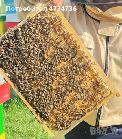 Пчелни отводки