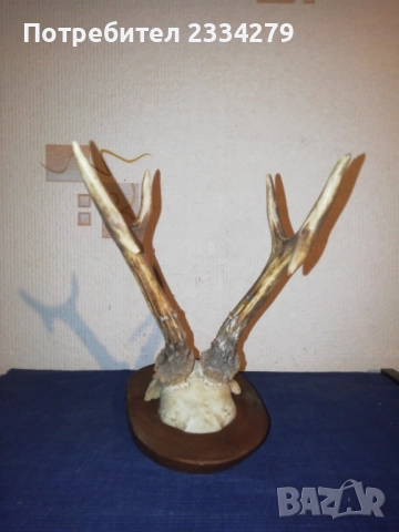 Стари глигански зъби-бивни,глиги и рога от саръндаци, млади елени, снимка 6 - Колекции - 52674338