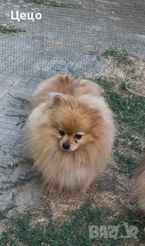 Померан , снимка 3 - Померан - 51161571