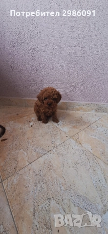 той пудел тийкъп, снимка 2 - Пудели - 51937500