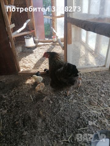 Катунска кокошка с 8 пилета, снимка 1 - Кокошки и пуйки - 46255763