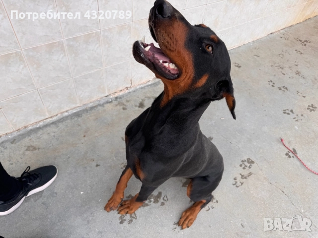 Доберман-мъжки, снимка 2 - Доберман - 52342159