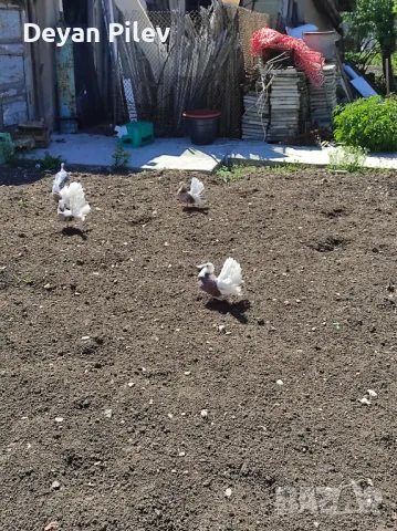 Продавам фенерлии 