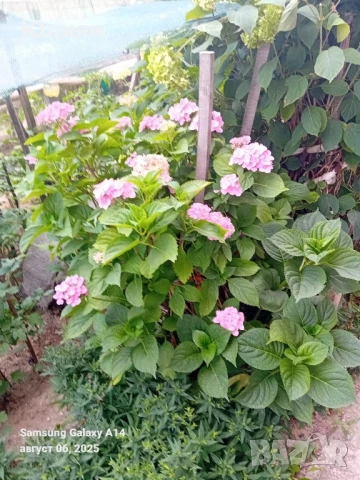 Хортензия ,Розова , снимка 3 - Градински цветя и растения - 51269544