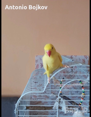 Женски папагал Александър, снимка 5 - Папагали - 53851426