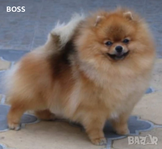 Померан РОДОСЛОВЕН FCI