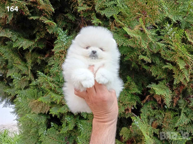 Мъжки и женски Померани. Реални снимки !!! 