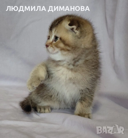 Шотландско мъжко. , снимка 6 - Британска късокосместа - 53571974