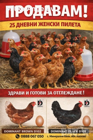 ПИЛЕТА САМО ЖЕНСКИ