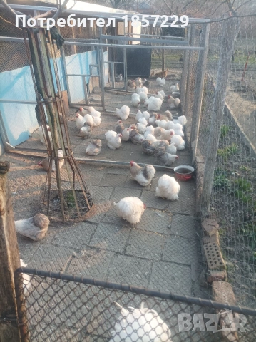 мини кохин кокошки , снимка 7 - други­ - 53816235