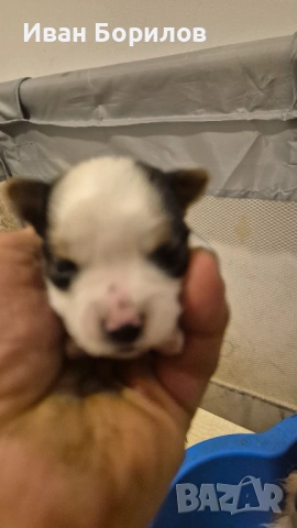 Biewer terrier Sofia , снимка 7 - Йоркширски териер - 53742812