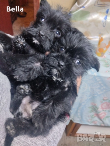 Мини Цверк шнауцер , снимка 7 - Други - 52958340