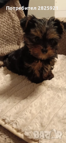 Йорки бебе, снимка 5 - Йоркширски териер - 52694965