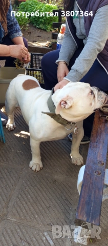 Свободен за разплод мъжки Английски булдог , снимка 18 - Английски булдог - 51313446