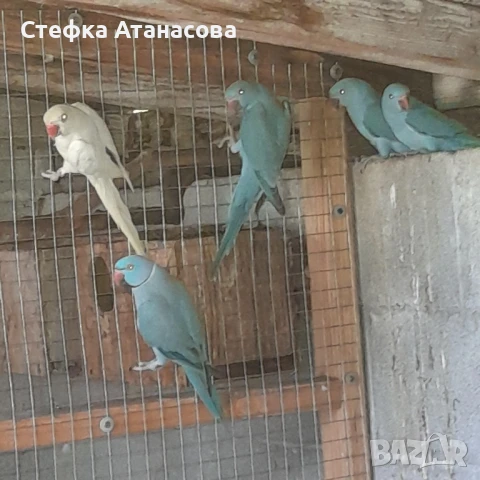 Малки Александри, снимка 2 - Папагали - 50990222