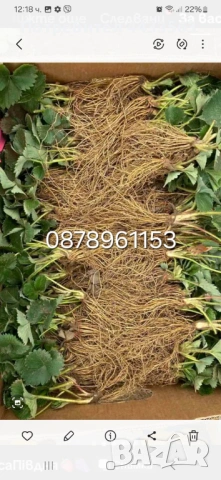 Разсад ягоди , снимка 8 - Разсади - 53132731