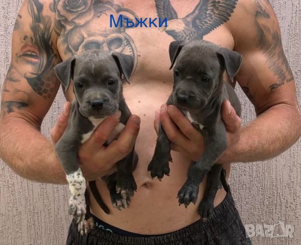 Мъжки и женски питбулчета Blue Nose, снимка 2 - Други животни - 46708540