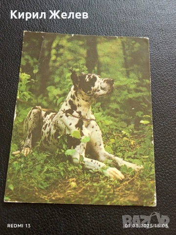 Старо календарче серия ЖИВОТНИ КУЧЕТА 88г. Рига Латвия за КОЛЕКЦИЯ 11191, снимка 3 - Колекции - 51217475