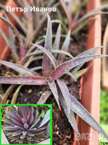 Мангаве и агавета