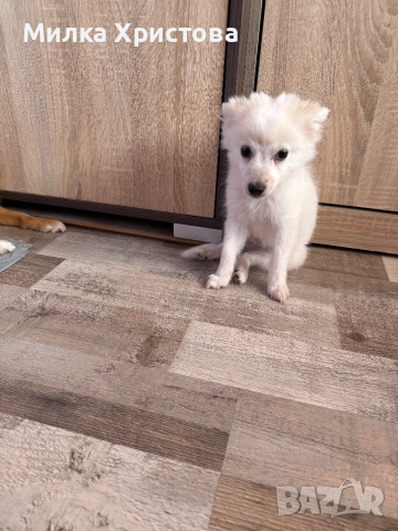 Немски мини щпиц, снимка 1