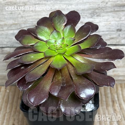 Aeonium ‘Red Garnet’