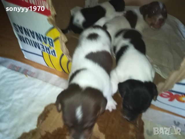 ДЖАК РЪСЕЛ-250ЛВ ЗА БРОЙ 0409251453, снимка 13 - Джак ръсел териер - 51605105