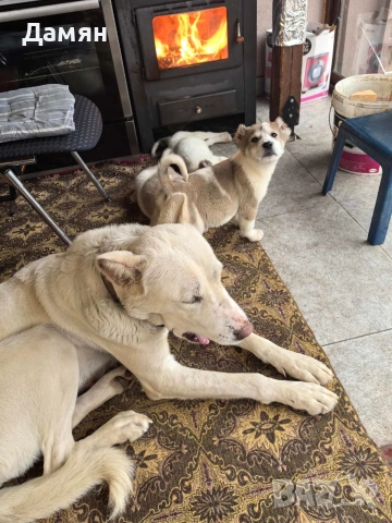 Алабай, снимка 10 - Алабай - 53130493