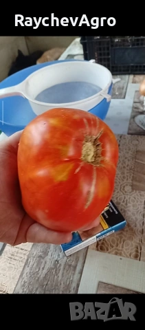 Семена, селски домати и др!, снимка 6 - Сортови семена и луковици - 53701787