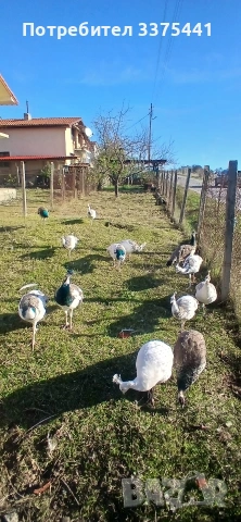 продавам пауни Сребърни ,арлекини ,индийски и Бели , снимка 6 - други­ - 53077552