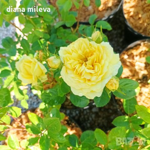 Роза Анни Дюпрей, Rosa ANNY DUPEREY , снимка 4 - Градински цветя и растения - 45966133