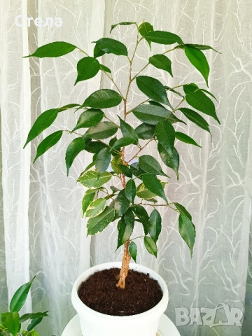 бял Бенджамин, Бегония , Хлорофитум , снимка 4 - Стайни растения - 46143435