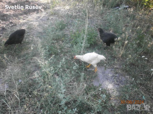 Петел, снимка 8 - Кокошки и пуйки - 46417353