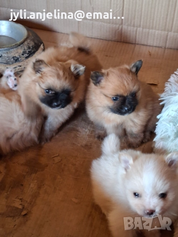 Померански шпиц, снимка 4 - Померан - 52675927