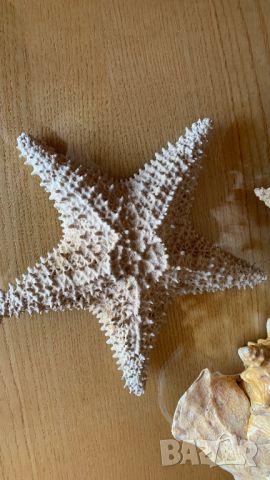 Морска звезда и рапан, снимка 2 - Други - 45700219