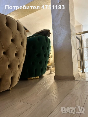 Шотландски златна чинчила