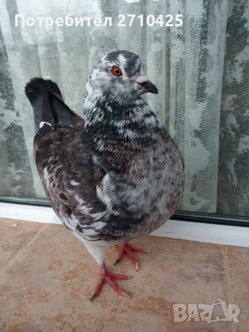 Американски Кинг, снимка 3 - Гълъби - 53258582