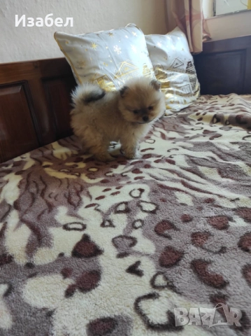 Мъжки померан, снимка 2 - Померан - 52591799